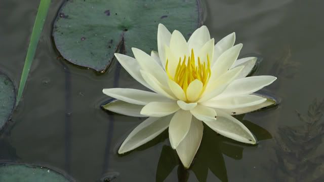 water lilly photo: Our Pond Water Lily WaterLily808.jpg