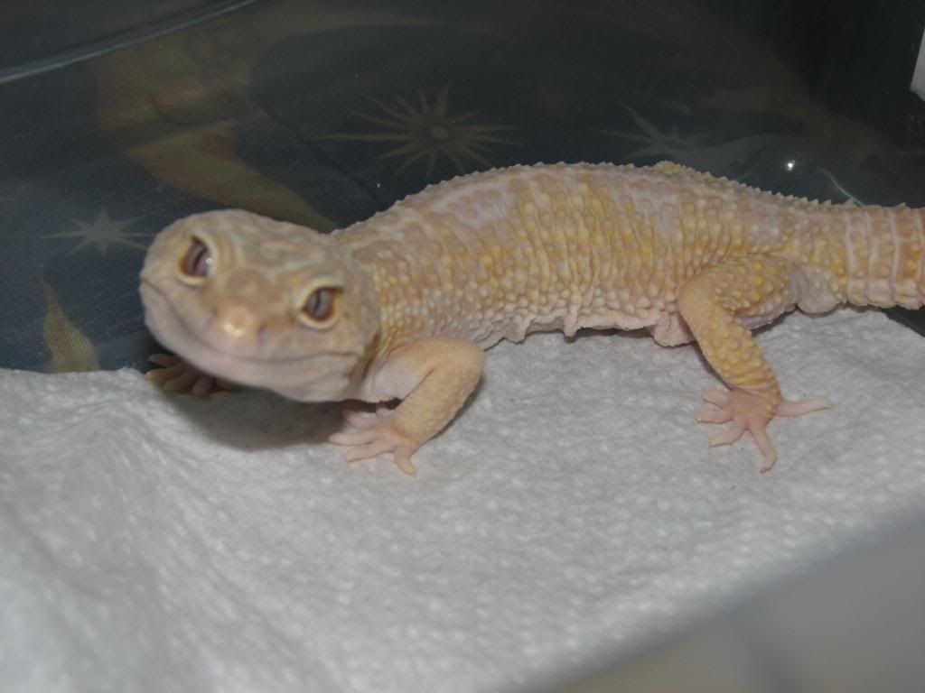 Healthy Leopard Gecko