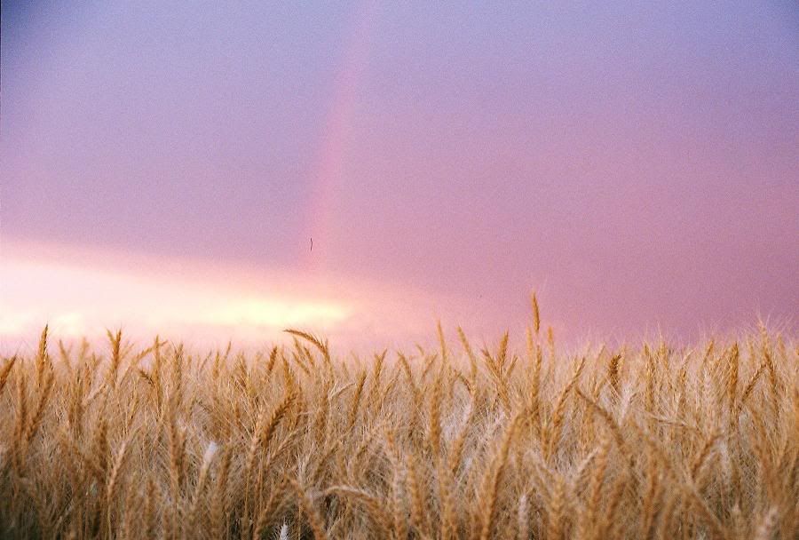 IMAGE: http://i580.photobucket.com/albums/ss242/megrenade/R1-07890-0001bresized.jpg