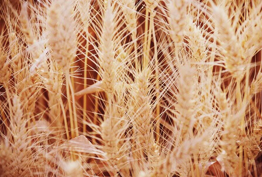 IMAGE: http://i580.photobucket.com/albums/ss242/megrenade/R1-07890-0012bresized.jpg