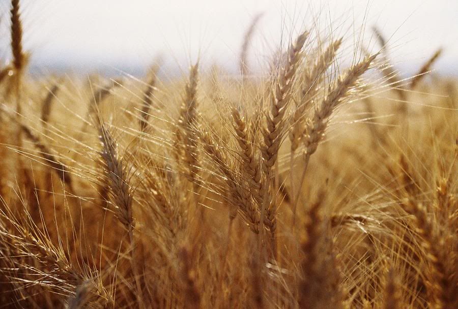 IMAGE: http://i580.photobucket.com/albums/ss242/megrenade/R1-07890-0013bresized.jpg