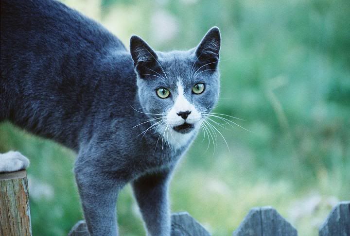 IMAGE: http://i580.photobucket.com/albums/ss242/megrenade/R1-12resized.jpg