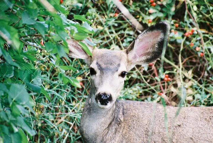 IMAGE: http://i580.photobucket.com/albums/ss242/megrenade/R1-15.jpg