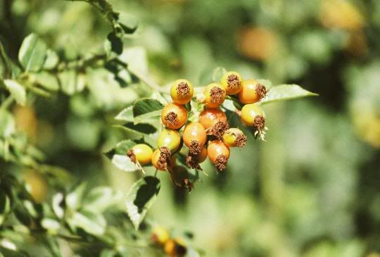 IMAGE: http://i580.photobucket.com/albums/ss242/megrenade/R1-17_0001resized.jpg