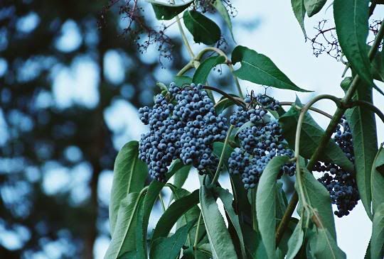 IMAGE: http://i580.photobucket.com/albums/ss242/megrenade/R1-23resized.jpg