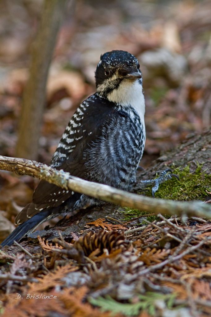 IMAGE: http://i580.photobucket.com/albums/ss243/dbriz/Amerthreetoed4april23copy.jpg