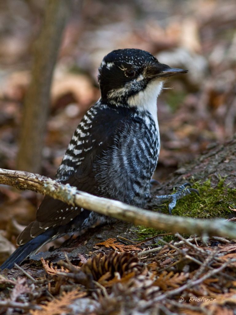 IMAGE: http://i580.photobucket.com/albums/ss243/dbriz/Amthreetoed2april23copy-1.jpg