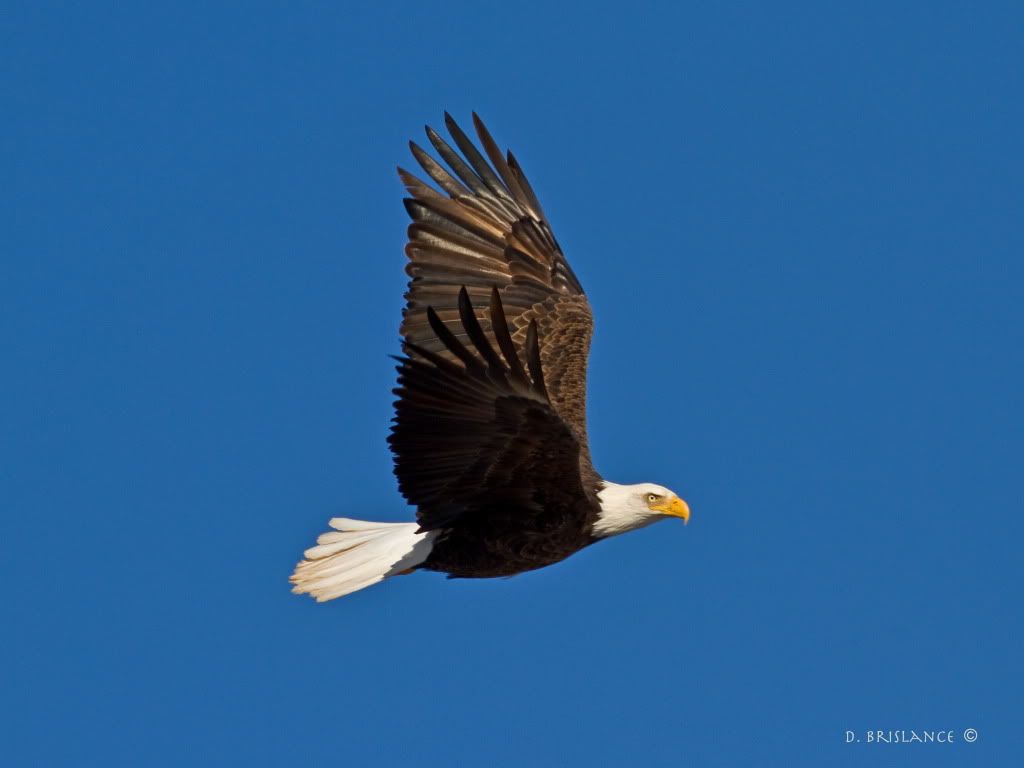IMAGE: http://i580.photobucket.com/albums/ss243/dbriz/Baldeagleflyer2novcopy.jpg