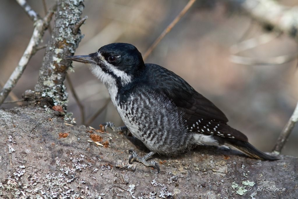 IMAGE: http://i580.photobucket.com/albums/ss243/dbriz/Blackback1april20copy.jpg