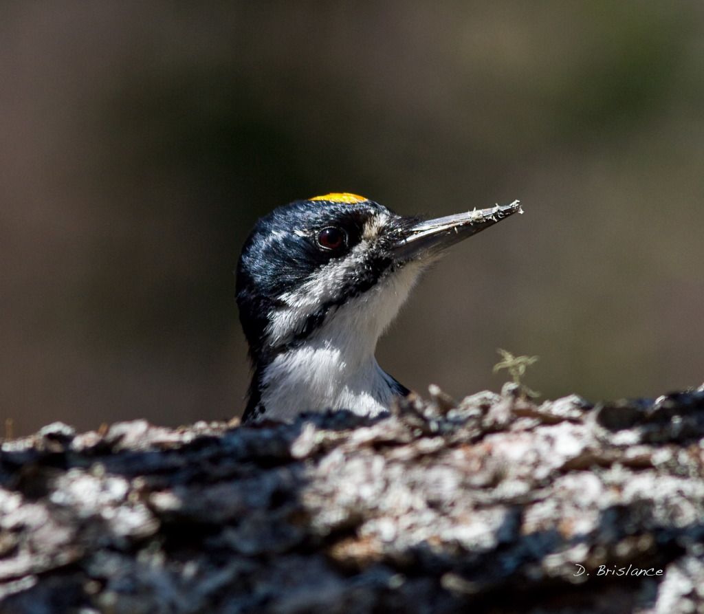 IMAGE: http://i580.photobucket.com/albums/ss243/dbriz/Blackback5april26copy.jpg