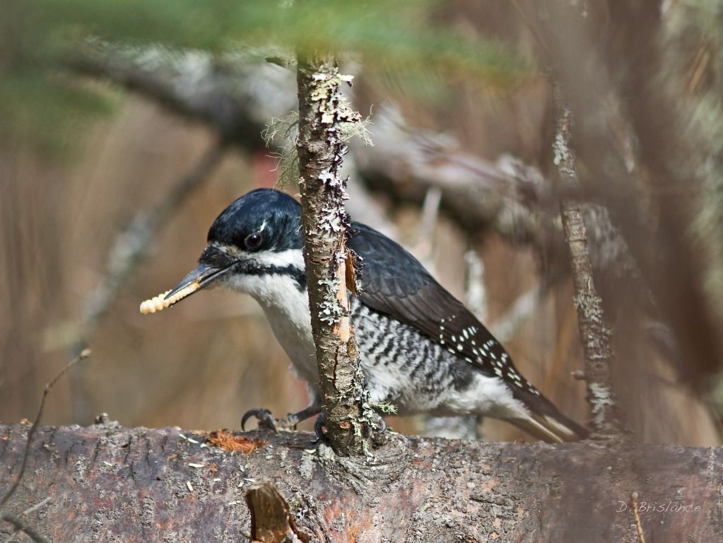 IMAGE: http://i580.photobucket.com/albums/ss243/dbriz/Blackbacked11april1.jpg