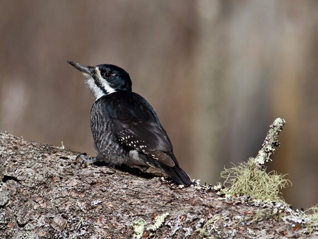 IMAGE: http://i580.photobucket.com/albums/ss243/dbriz/Blackbacked1april10copy.jpg