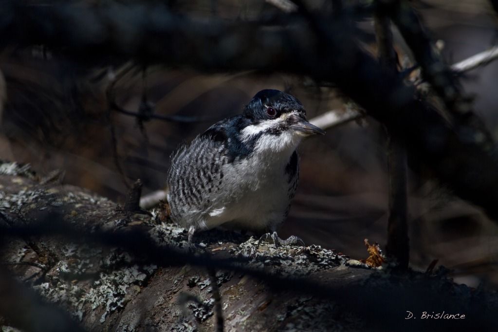 IMAGE: http://i580.photobucket.com/albums/ss243/dbriz/Blackbacked2april10copy-1.jpg