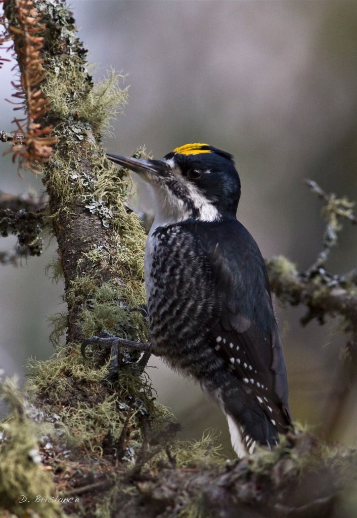 IMAGE: http://i580.photobucket.com/albums/ss243/dbriz/Blackbacked3march16copy.jpg