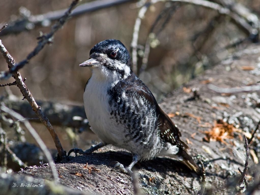 IMAGE: http://i580.photobucket.com/albums/ss243/dbriz/Blackbacked4april10copy.jpg