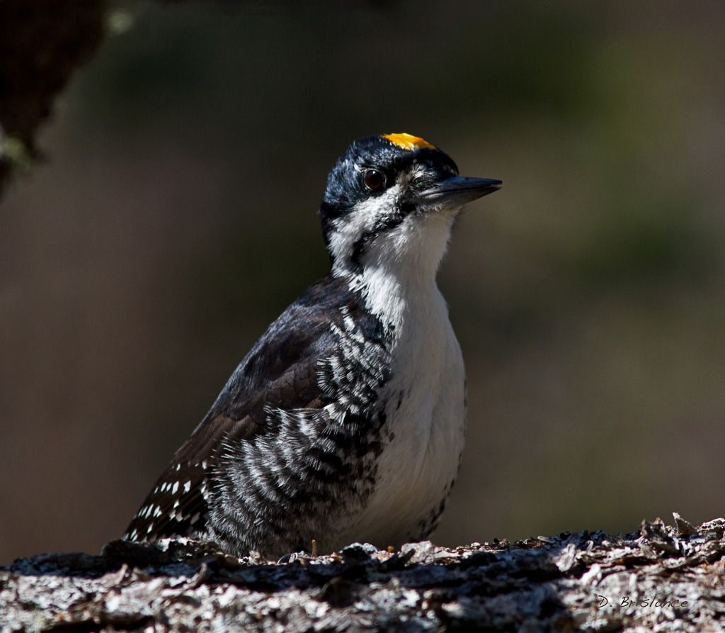 IMAGE: http://i580.photobucket.com/albums/ss243/dbriz/Blackbacked6april26copy.jpg