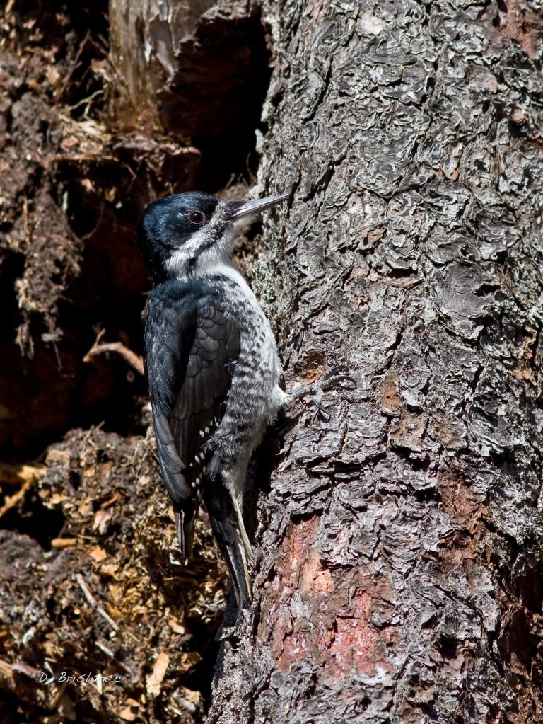 IMAGE: http://i580.photobucket.com/albums/ss243/dbriz/Blackbackedjr1april11copy.jpg