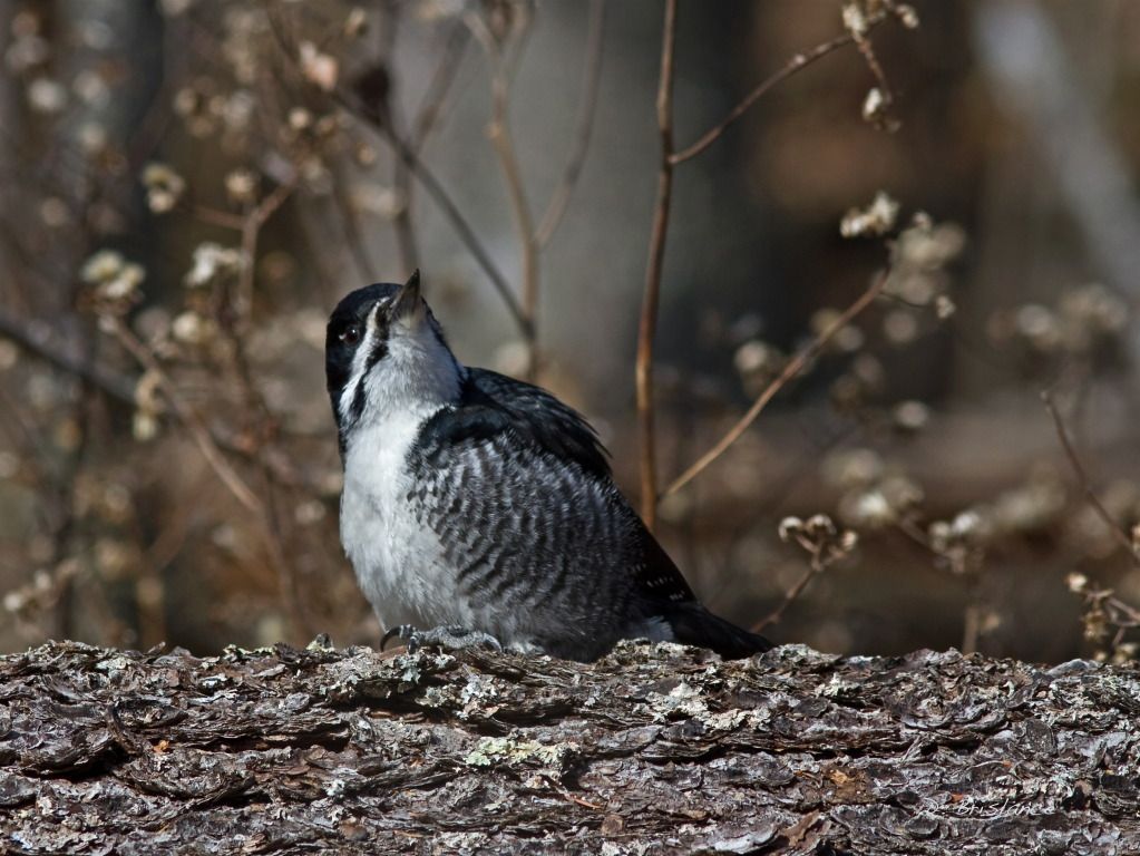 IMAGE: http://i580.photobucket.com/albums/ss243/dbriz/Blackbackedjr2april13copy.jpg