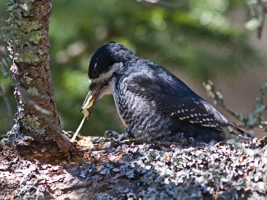 IMAGE: http://i580.photobucket.com/albums/ss243/dbriz/Blackbackedwpker3april26copy.jpg