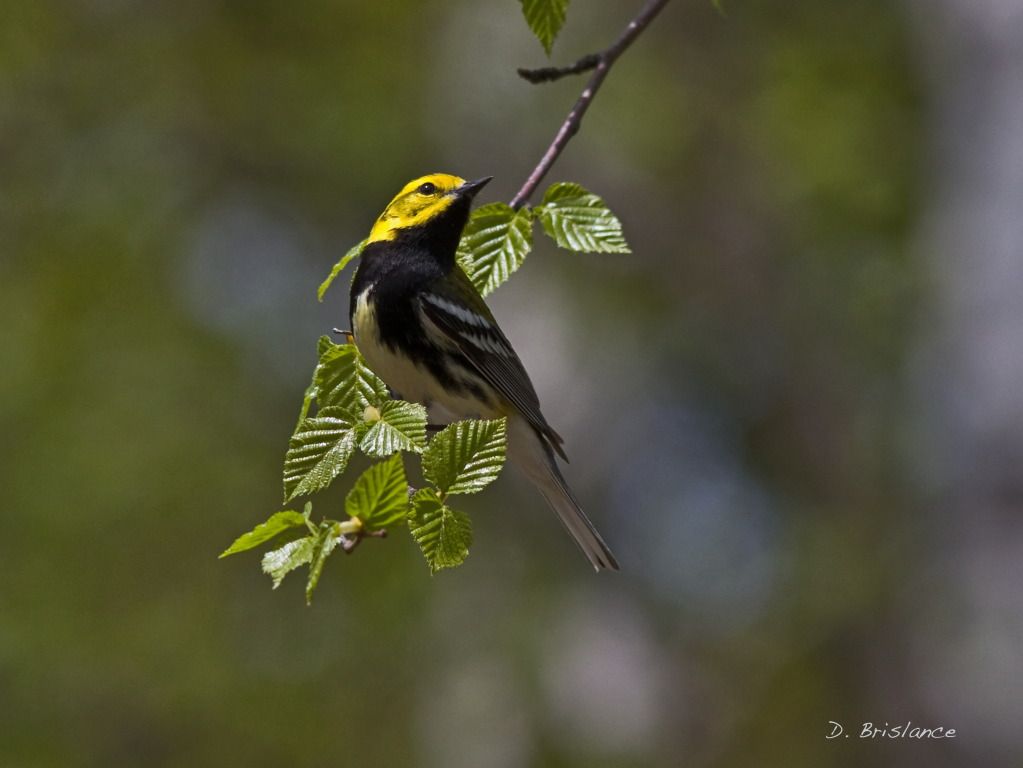 IMAGE: http://i580.photobucket.com/albums/ss243/dbriz/Blackthrgreen2may13.jpg