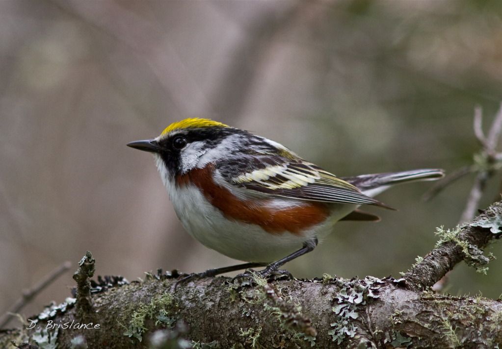 IMAGE: http://i580.photobucket.com/albums/ss243/dbriz/Chestnut12copy.jpg