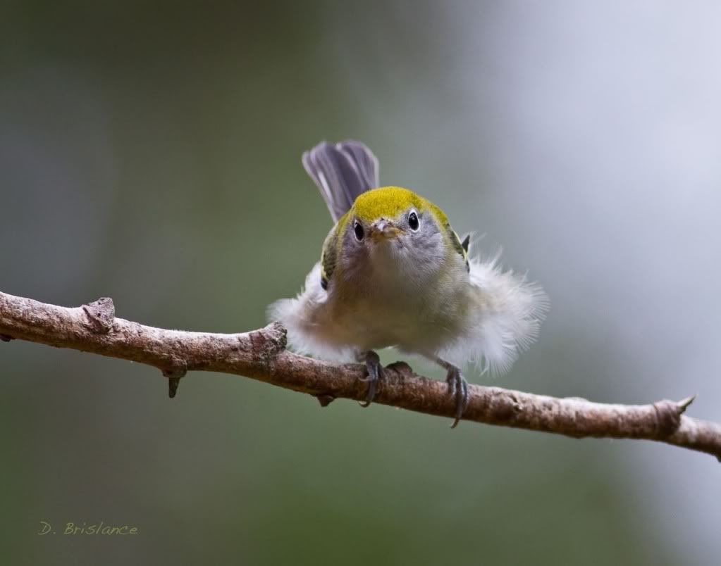 IMAGE: http://i580.photobucket.com/albums/ss243/dbriz/Chestnut1aug3copy.jpg