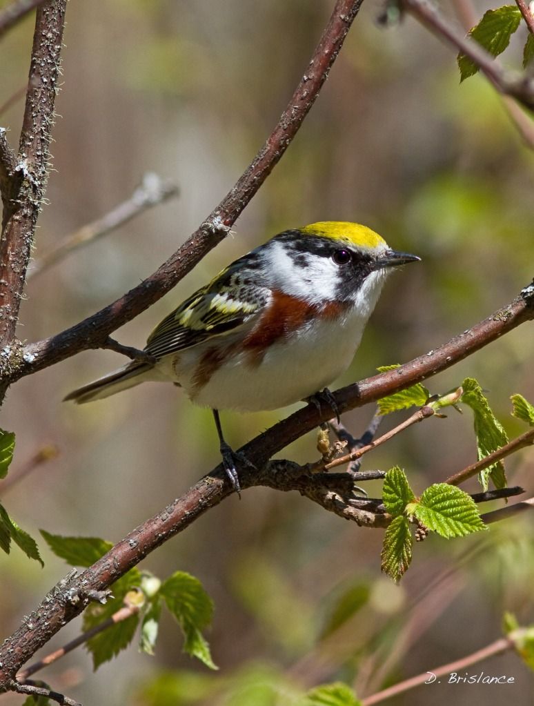 IMAGE: http://i580.photobucket.com/albums/ss243/dbriz/Chestnut1may16copy.jpg