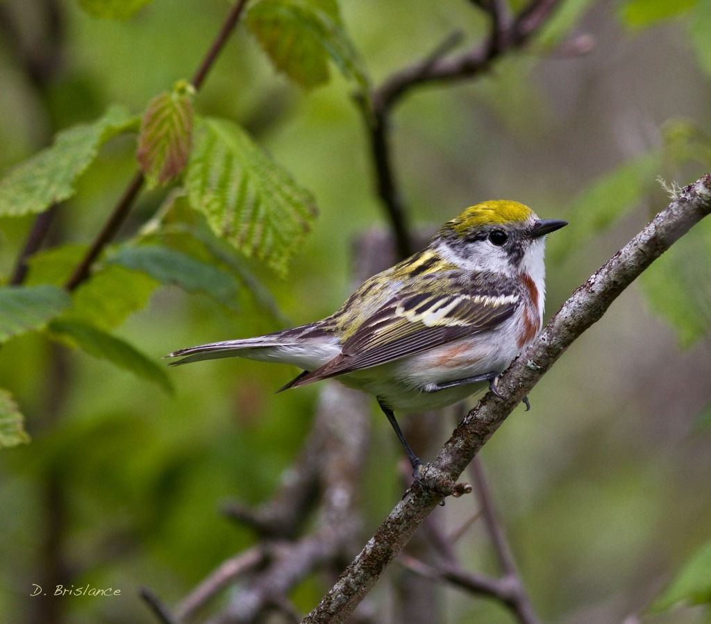 IMAGE: http://i580.photobucket.com/albums/ss243/dbriz/Chestnutfemale1may28copy.jpg