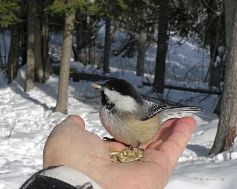 IMAGE: http://i580.photobucket.com/albums/ss243/dbriz/Chickadee1feb12.jpg