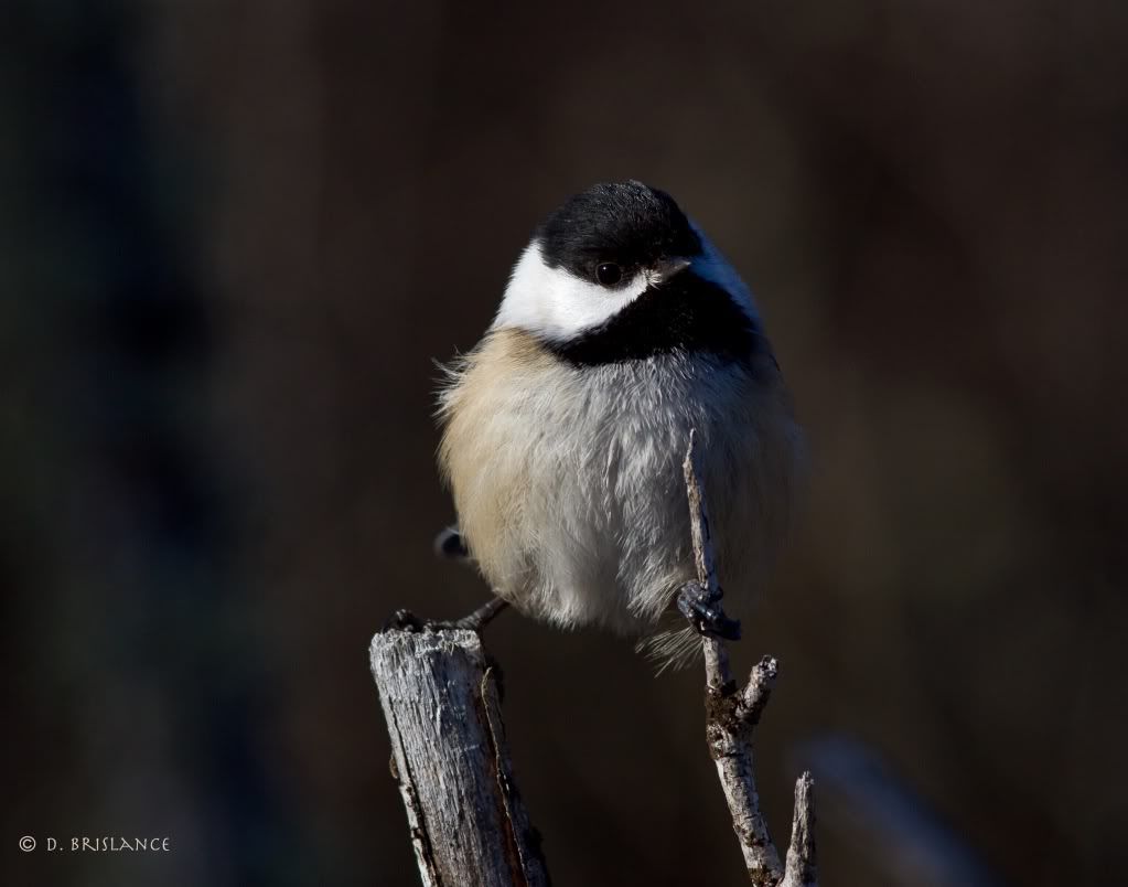 IMAGE: http://i580.photobucket.com/albums/ss243/dbriz/Chickadee2dec25copy.jpg