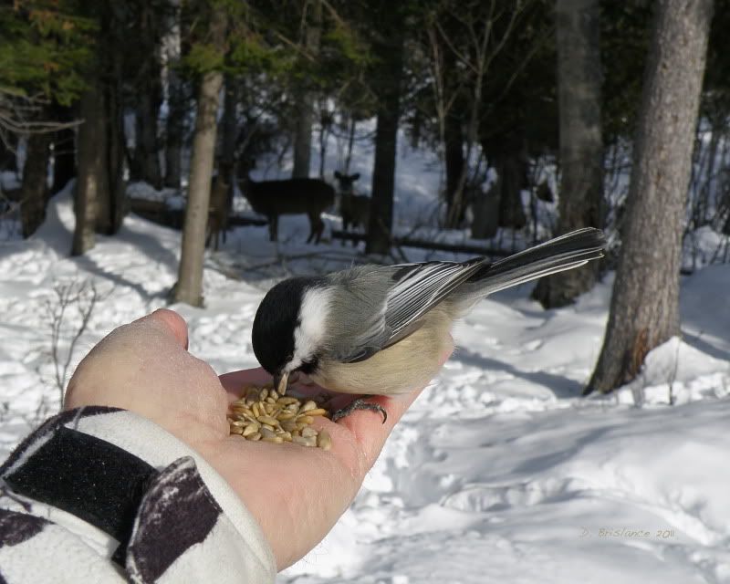 IMAGE: http://i580.photobucket.com/albums/ss243/dbriz/Chickadee3feb12.jpg