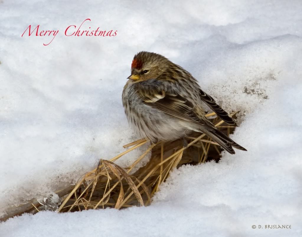 IMAGE: http://i580.photobucket.com/albums/ss243/dbriz/ChristmasRedpoll4dec24copy.jpg