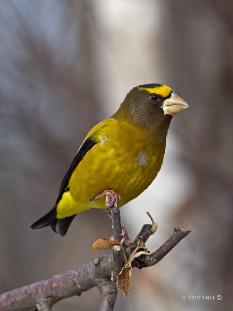 IMAGE: http://i580.photobucket.com/albums/ss243/dbriz/Eveningrosbeak2dec7copy.jpg