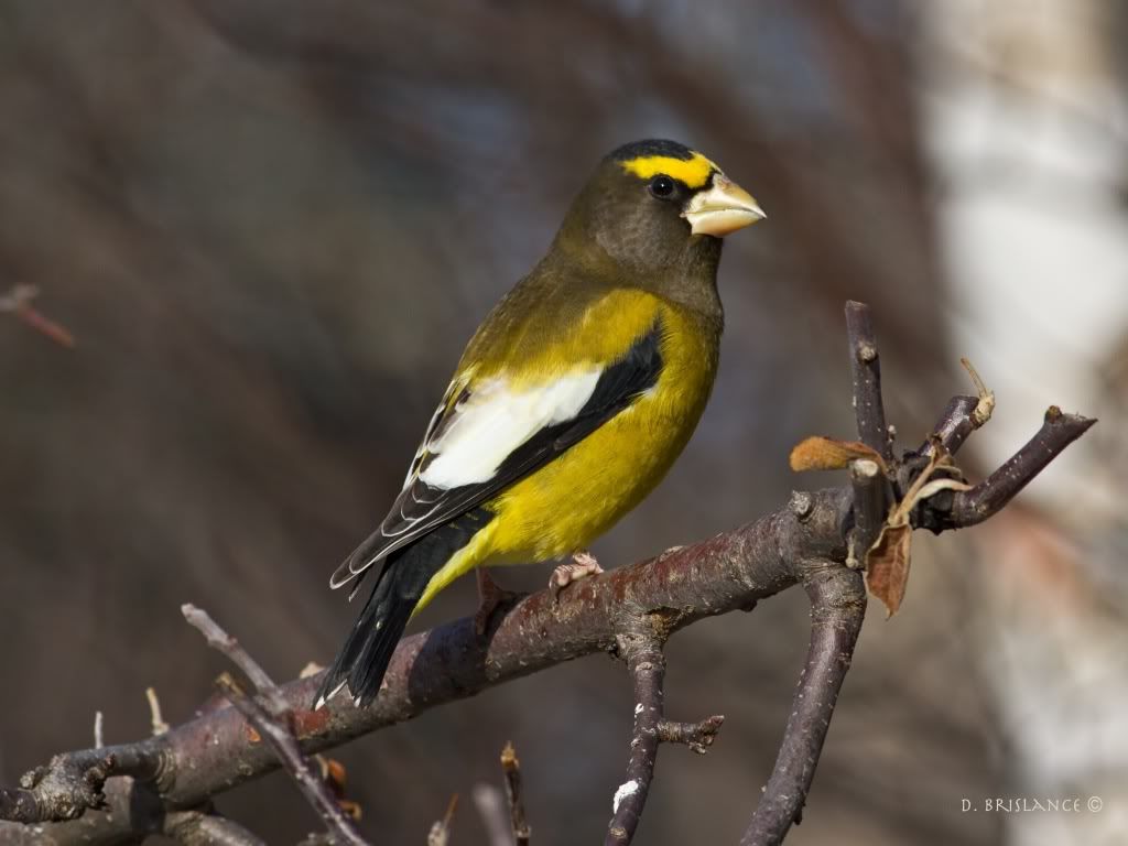 IMAGE: http://i580.photobucket.com/albums/ss243/dbriz/Eveningrosbeak3dec7copy.jpg