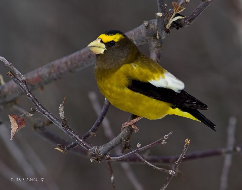 IMAGE: http://i580.photobucket.com/albums/ss243/dbriz/Eveningrosbeak5dec17copy.jpg