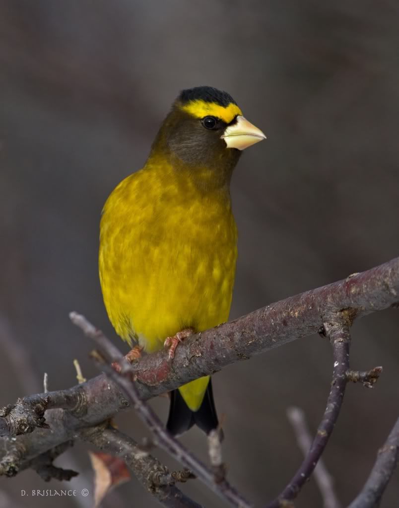 IMAGE: http://i580.photobucket.com/albums/ss243/dbriz/Eveningrosbeak8dec17copy.jpg