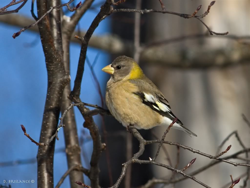 IMAGE: http://i580.photobucket.com/albums/ss243/dbriz/Eveningrosbeakfemale1nov28copy.jpg