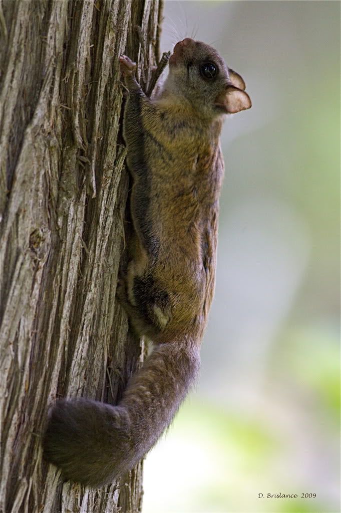 IMAGE: http://i580.photobucket.com/albums/ss243/dbriz/Flier199.jpg