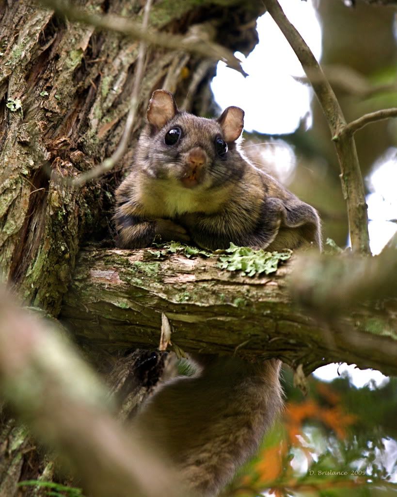 IMAGE: http://i580.photobucket.com/albums/ss243/dbriz/Flier299.jpg