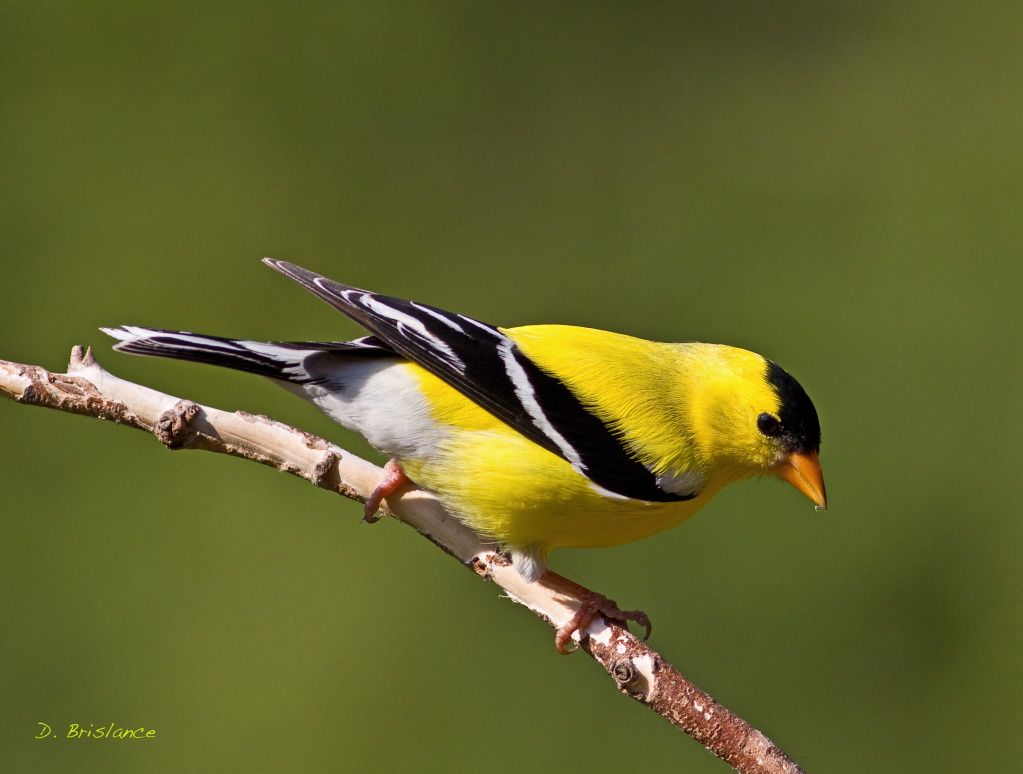 IMAGE: http://i580.photobucket.com/albums/ss243/dbriz/Goldfinch1may19copy.jpg