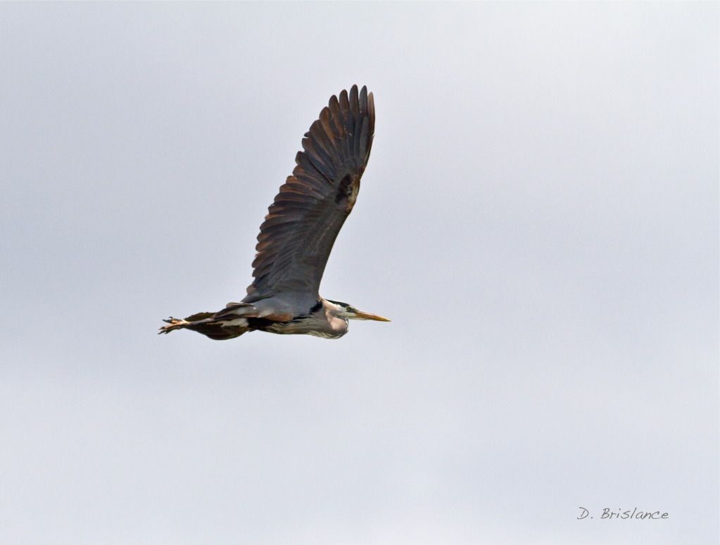 IMAGE: http://i580.photobucket.com/albums/ss243/dbriz/Heron14may15copy.jpg