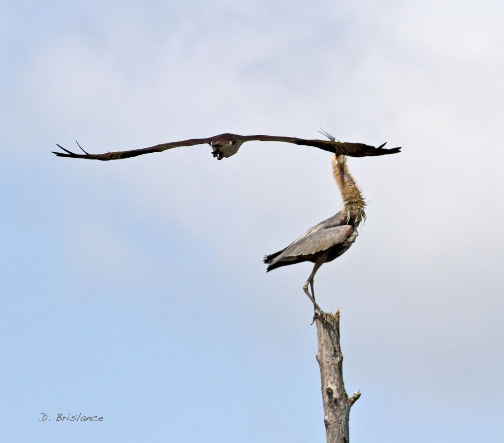 IMAGE: http://i580.photobucket.com/albums/ss243/dbriz/Heronosprey11may15copy.jpg