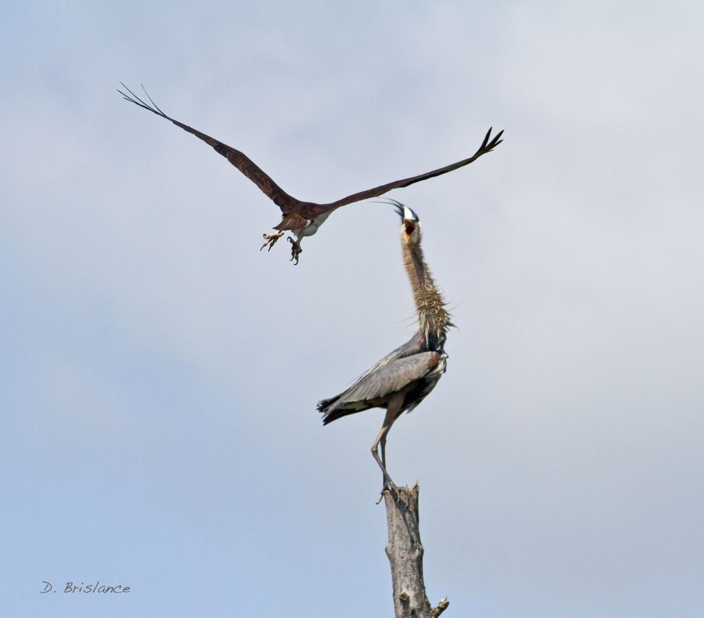 IMAGE: http://i580.photobucket.com/albums/ss243/dbriz/Heronosprey12may15copy.jpg