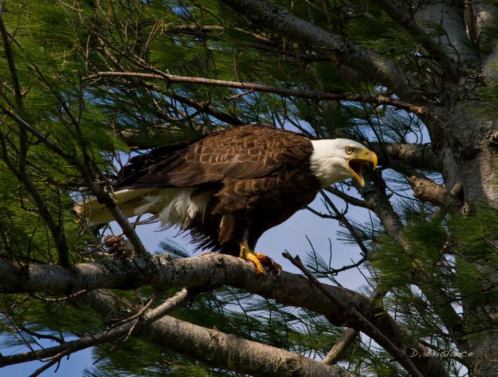 IMAGE: http://i580.photobucket.com/albums/ss243/dbriz/Indianlakeagle1may15copy-1.jpg