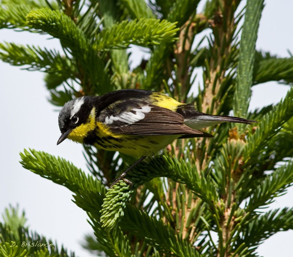 IMAGE: http://i580.photobucket.com/albums/ss243/dbriz/Magnolia12copy.jpg