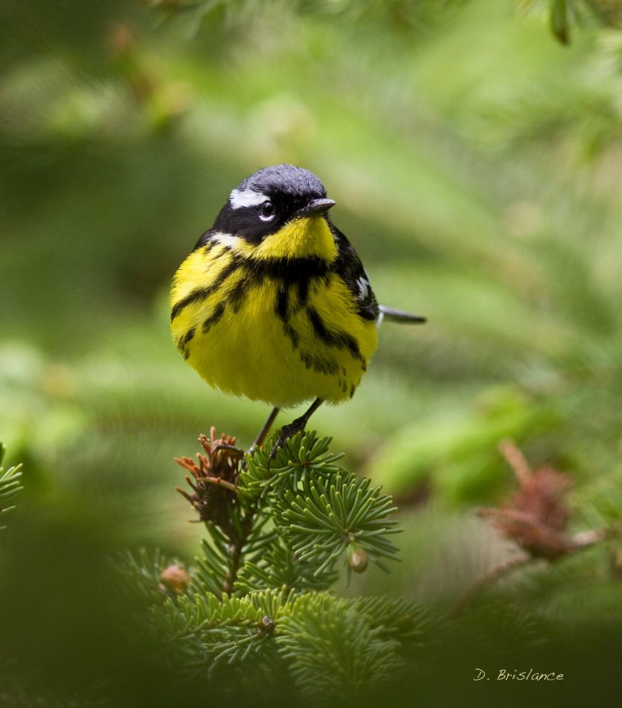 IMAGE: http://i580.photobucket.com/albums/ss243/dbriz/Magnolia1may30copy.jpg