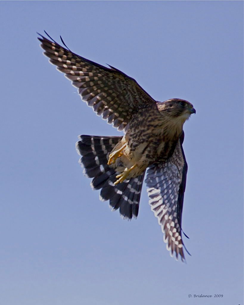 Merlin Falcon Flying