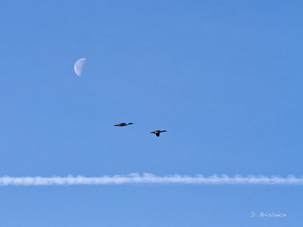 IMAGE: http://i580.photobucket.com/albums/ss243/dbriz/Moonshot1april13copy.jpg