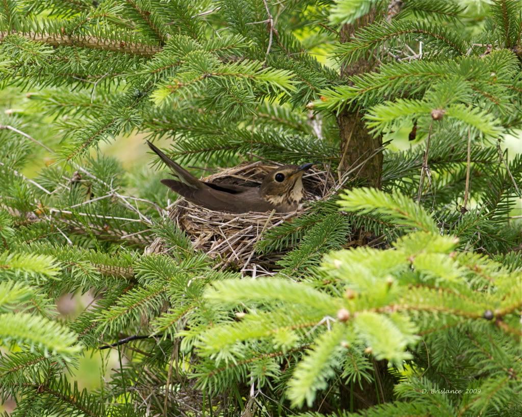 Wood Thrush Nest