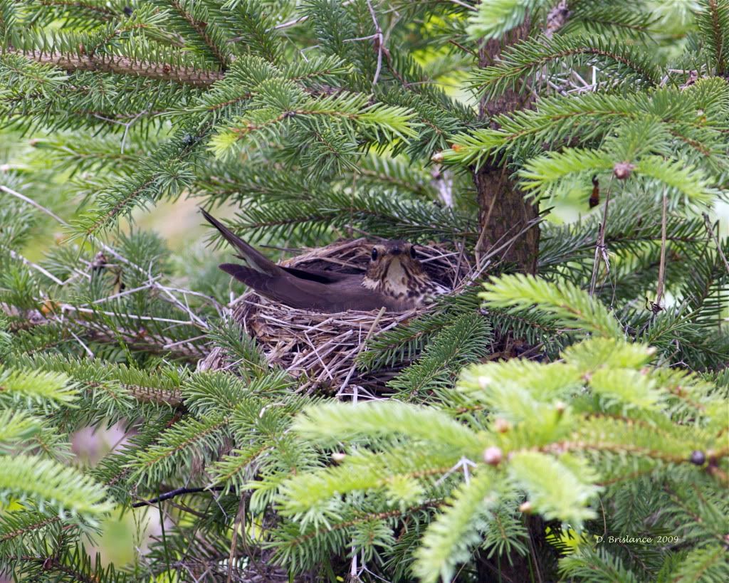 Thrush Nest